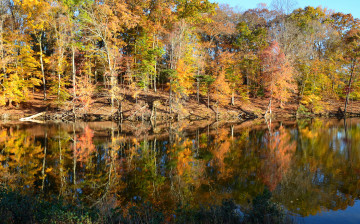 Картинка природа реки озера лес река