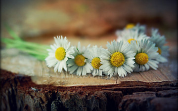 Картинка цветы ромашки пень