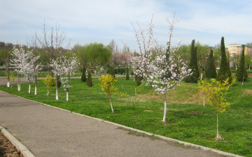 Картинка природа дороги цветы весна саженцы зелень