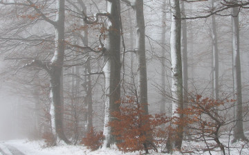 Картинка природа лес зима