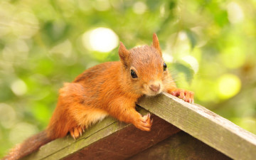 Картинка животные белки листва домик кормушка белка животное грызун