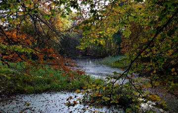 Картинка природа реки озера лес река