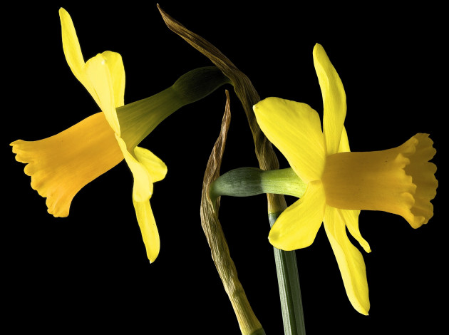 Обои картинки фото цветы, нарциссы, фон, макро