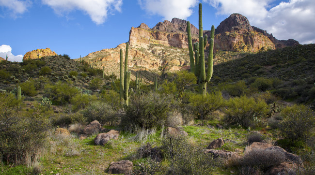 Обои картинки фото природа, горы, склон, кактусы