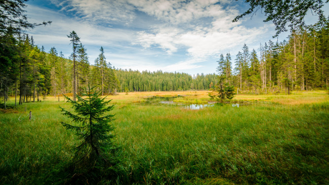 Обои картинки фото природа, реки, озера, река, лес