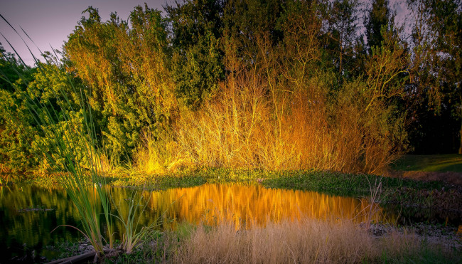 Обои картинки фото природа, реки, озера, река, лес