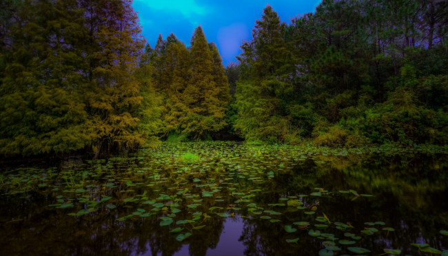 Обои картинки фото природа, реки, озера, река, лес