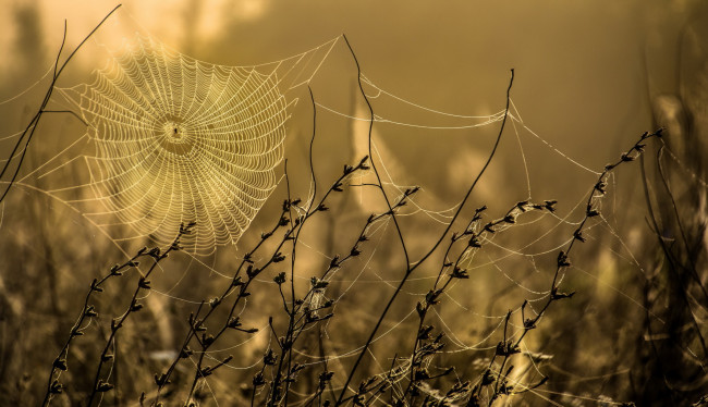 Обои картинки фото природа, макро, осень, паутина