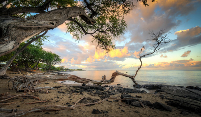 Обои картинки фото природа, побережье, море, берег, лес