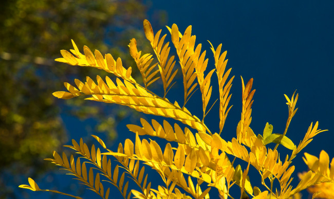 Обои картинки фото природа, листья, фон, осень