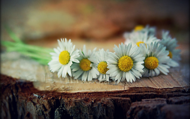 Обои картинки фото цветы, ромашки, пень