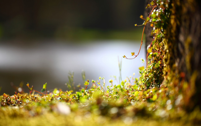 Обои картинки фото природа, другое, лиана, побеги, вьюн, растение, забор, блики