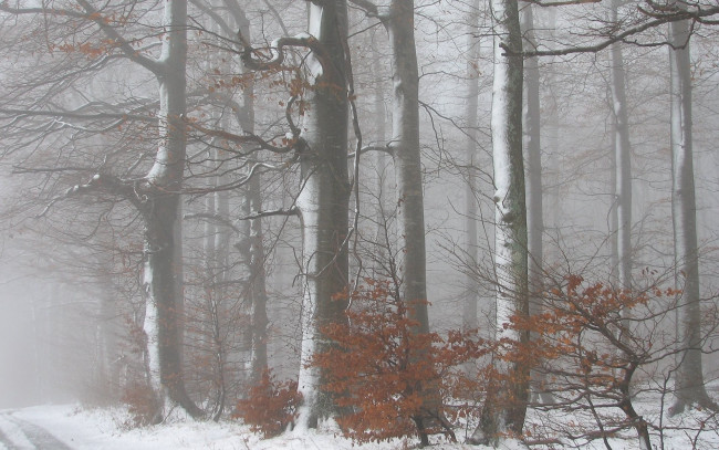 Обои картинки фото природа, лес, зима