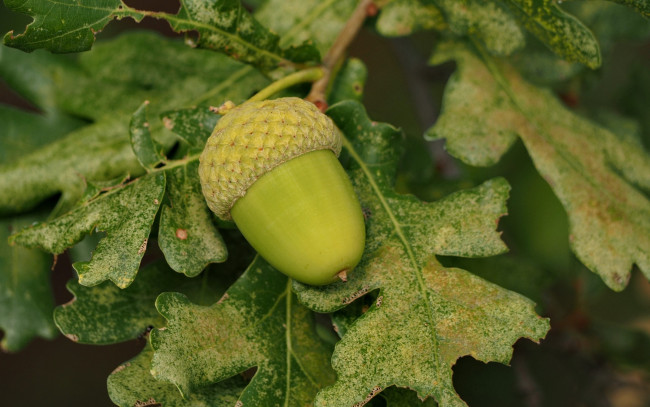 Обои картинки фото природа, плоды, жёлудь, ветка, листья, дуб, макро
