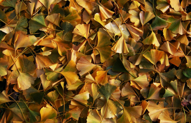 Обои картинки фото природа, листья, осень