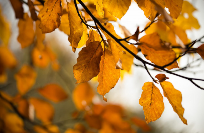 Обои картинки фото природа, листья, осень