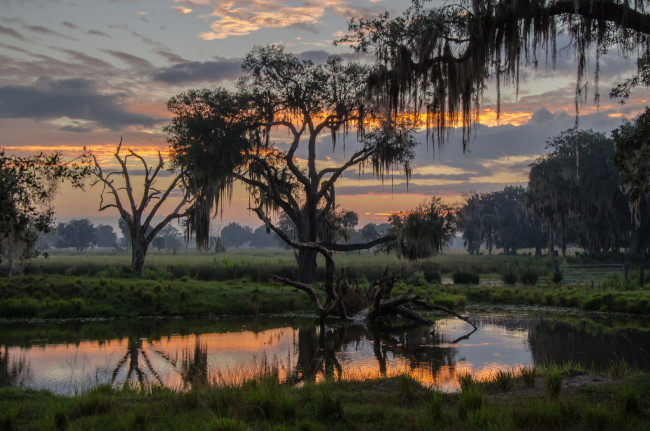 Обои картинки фото природа, реки, озера, река, лес