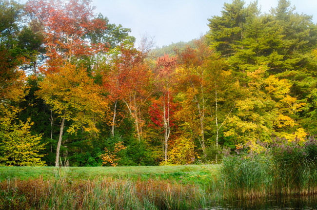 Обои картинки фото природа, реки, озера, река, лес