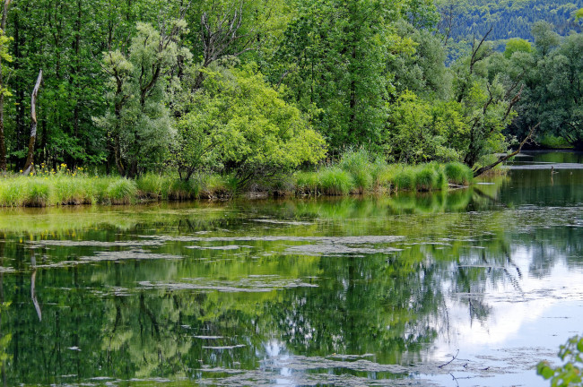 Обои картинки фото природа, реки, озера, лес, река