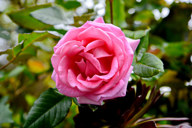 Обои картинки фото цветы, розы, бутон, роза