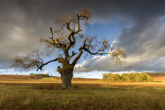 Обои картинки фото природа, деревья, дуб