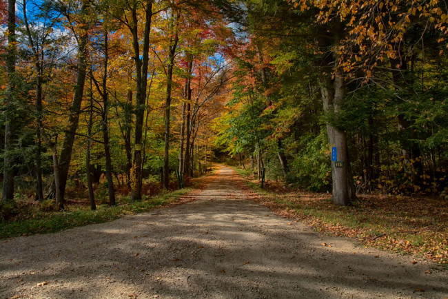 Обои картинки фото природа, дороги, дорога, лес