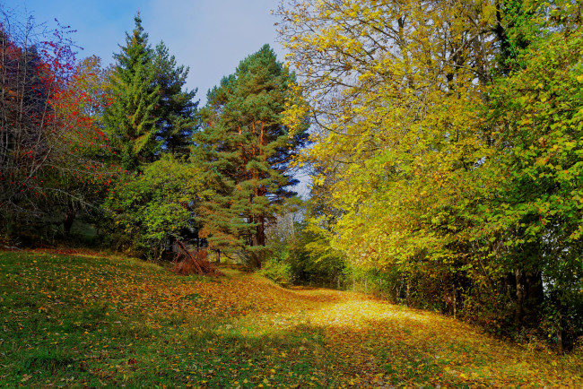 Обои картинки фото природа, дороги, лес, тропинка