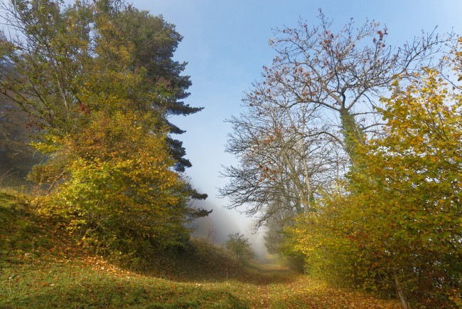 Обои картинки фото природа, дороги, лес, тропинка