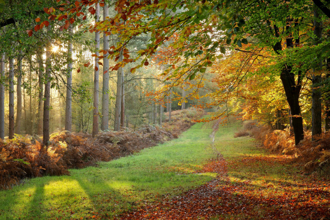 Обои картинки фото природа, дороги, тропинка, ели