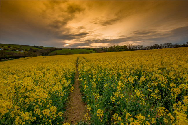 Обои картинки фото природа, дороги, тропинка, поле