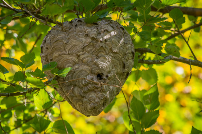 Обои картинки фото природа, другое, осинник