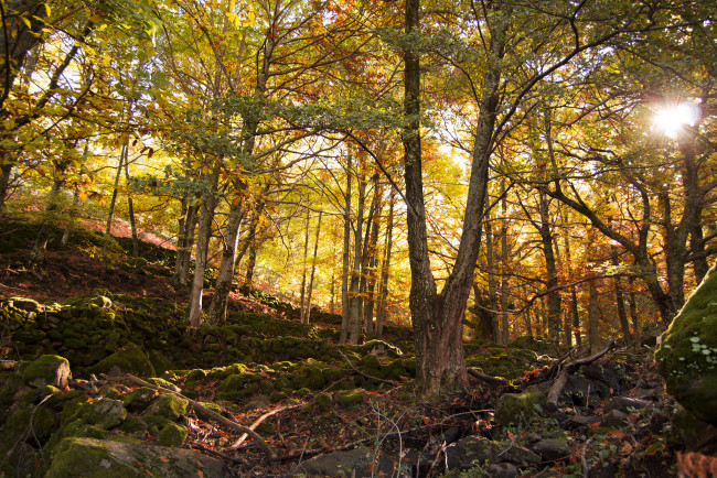 Обои картинки фото природа, лес, утро