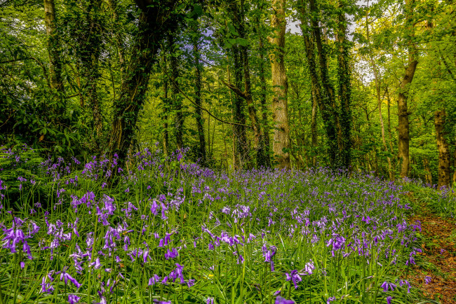 Обои картинки фото природа, луга, поляна, лес, цветы