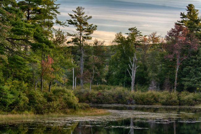 Обои картинки фото природа, реки, озера, лес, река