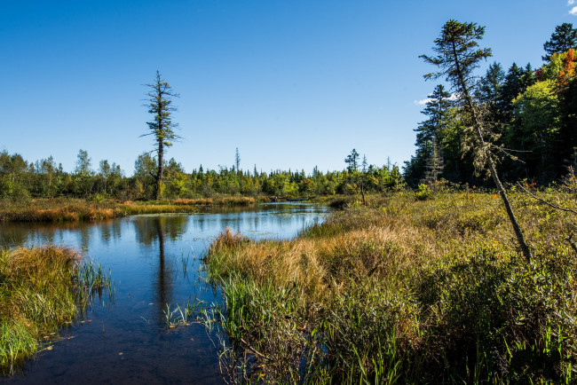 Обои картинки фото природа, реки, озера, лес, река