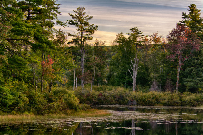 Обои картинки фото природа, реки, озера, река, лес