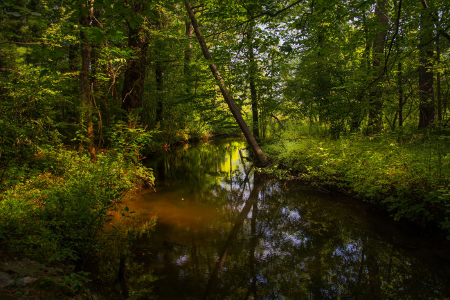 Обои картинки фото природа, реки, озера, река, лес