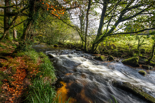 Обои картинки фото природа, реки, озера, река, лес