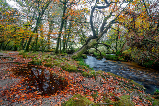 Обои картинки фото природа, реки, озера, река, лес