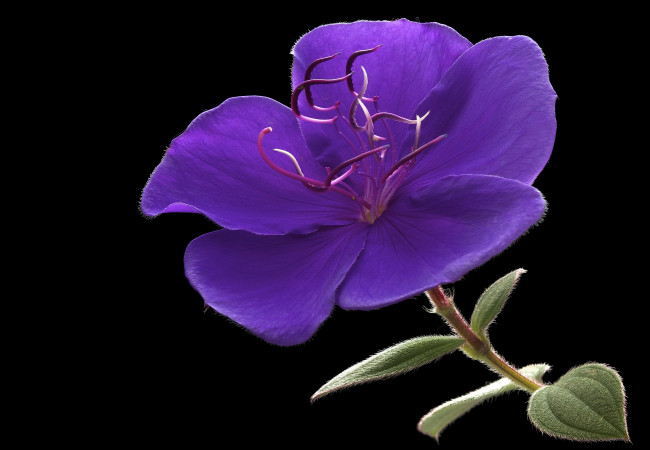 Обои картинки фото цветы, фон, макро, цветок