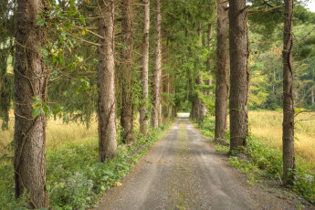 Картинка природа дороги тракт