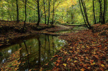 Картинка природа реки озера река лес