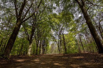 Картинка природа дороги тракт