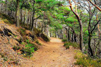 Картинка природа дороги тракт