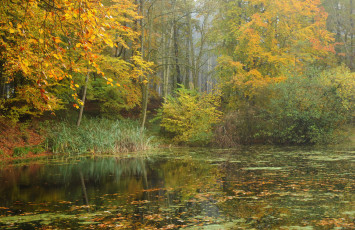 Картинка природа реки озера река лес