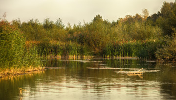 Картинка природа реки озера река лес