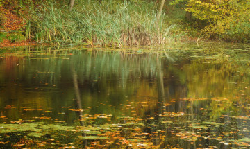 Картинка природа реки озера река лес