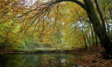 Картинка природа реки озера река лес