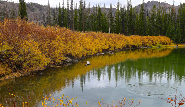 Обои картинки фото природа, реки, озера, река, лес