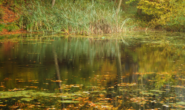 Обои картинки фото природа, реки, озера, река, лес